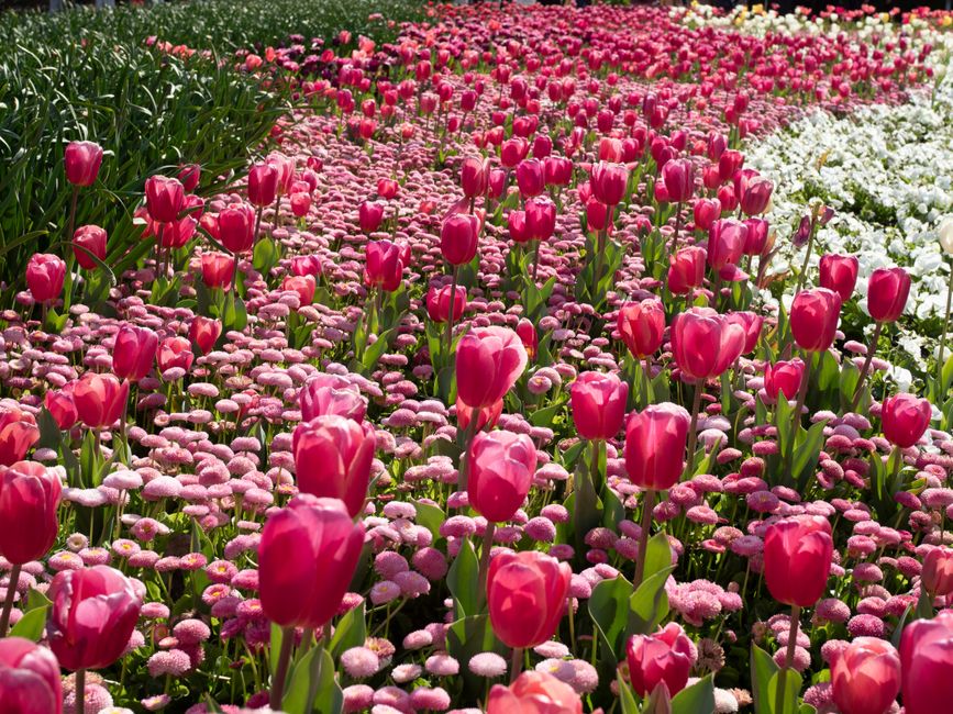 A vibrant flower garden featuring a dense display of pink tulips with smooth, rounded petals and tall green stems, arranged in a natural, blooming manner. The tulips are surrounded by low-growing pink