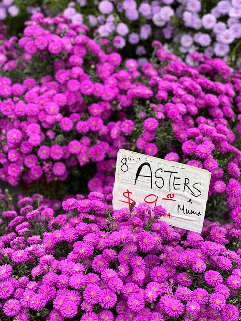 A dense display of vibrant pink and purple aster flowers with round, clustered blooms and green foliage, arranged in a floral market setting. A small handwritten sign in front of the flowers indicates