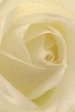 Step close into the heart of this cream-toned white rose-a fleeting moment of tranquility familiar to those who have wandered North Harrow's peaceful side streets or tarried beside Headstone Recreation Ground. Each petal spirals with invitation, its feather-soft texture conjuring the sensation of morning dew brushed by an early breeze, while a pearly glow and gentle shadows linger, giving the composition both depth and a sense of gentle drama. The mood is quiet and assured, offering peace and comfort the way a kind gesture from a neighbour uplifts a difficult day. For a florist in North Harrow, this rose stands as the epitome of reverence and admiration-an ideal expression for sympathy, encouragement, or the start of new chapters, whether in celebratory bouquets or heartfelt tributes. Its fragrance is almost perceptible-a sweet, airy hint that soothes and inspires. The close perspective captures the intimacy and artistry that North Harrow Florist brings to every arrangement, ensuring that each fresh delivery carries not just natural beauty, but the warmth and sensitivity of a local touch.